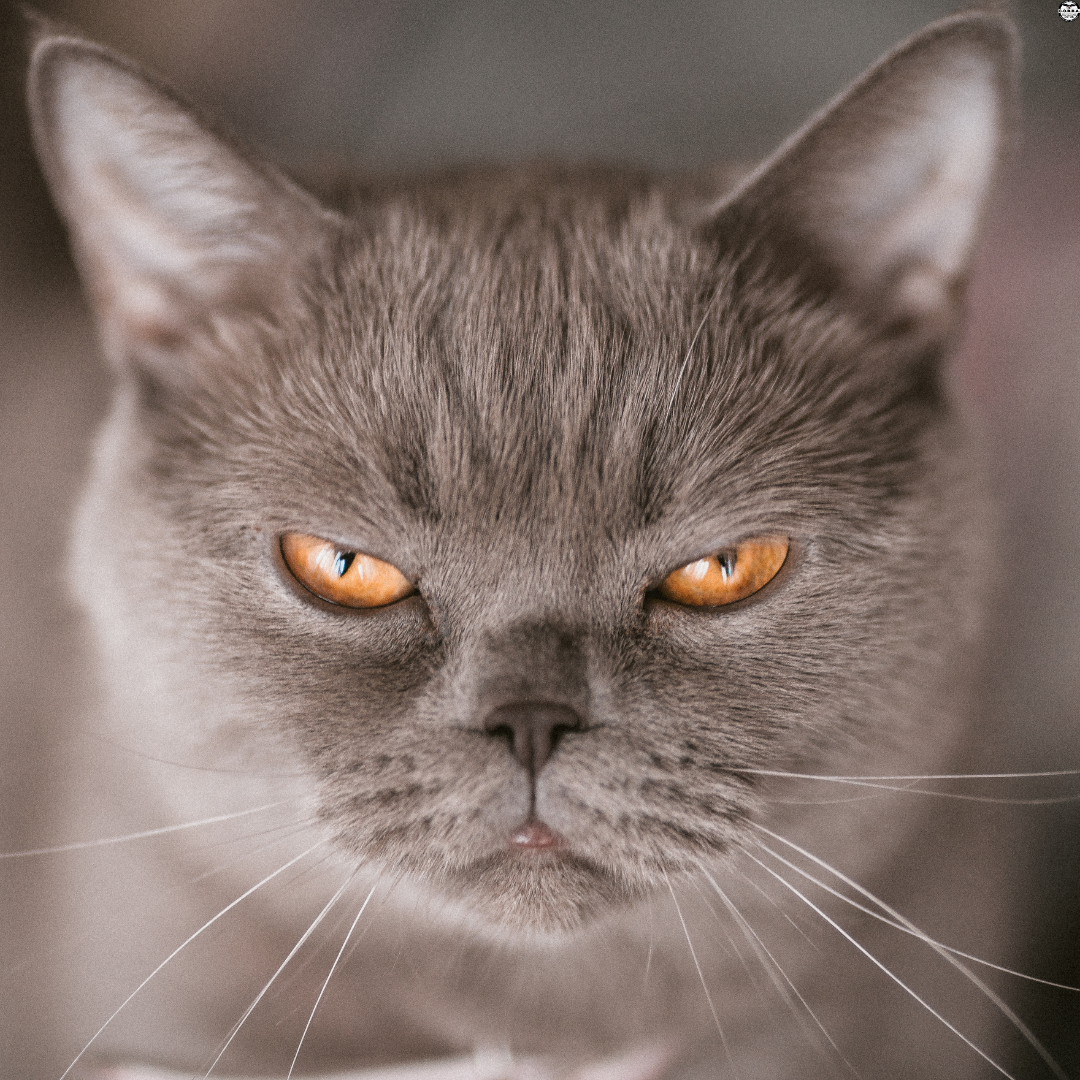 The Secret Self-Defense Tactics You Can Learn From Your Cat – No Seriously!